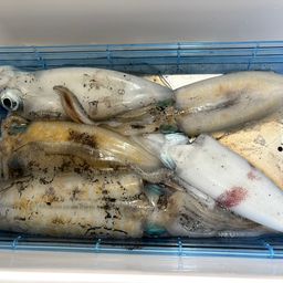 アオリイカ
