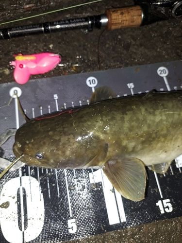 ナマズの釣果