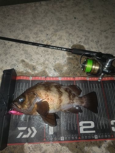 メバルの釣果