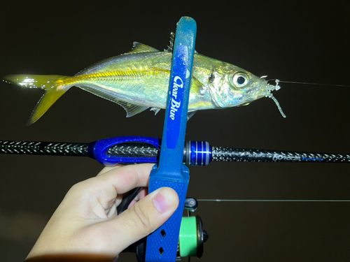 マアジの釣果