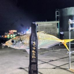 アジ