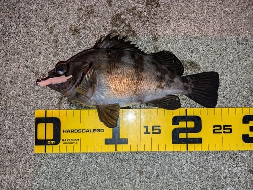 メバルの釣果