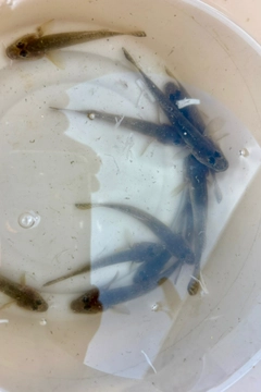 ハゼの釣果