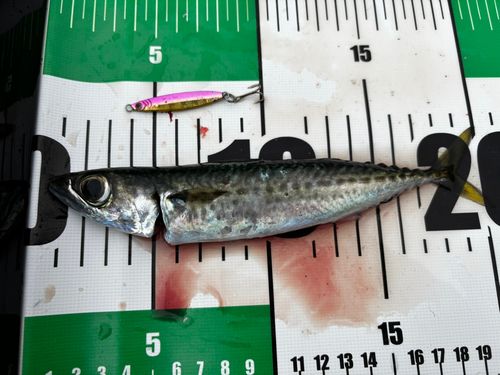 ゴマサバの釣果