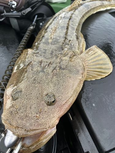 マゴチの釣果