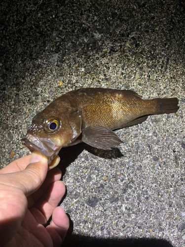 エゾメバルの釣果