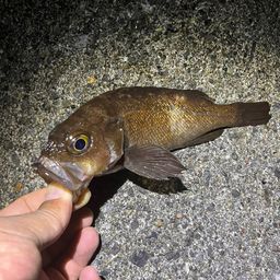 エゾメバル