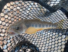 オショロコマの釣果