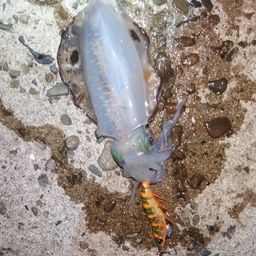 アオリイカ
