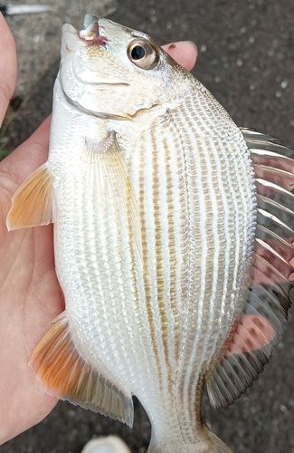 釣果