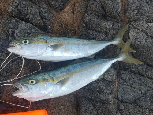ヤズの釣果