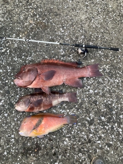 コブダイの釣果