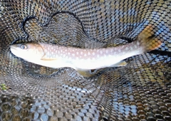アメマスの釣果