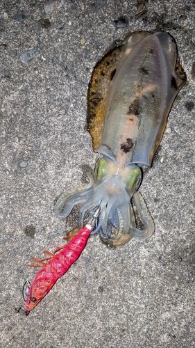 アオリイカの釣果