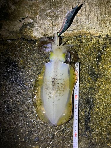アオリイカの釣果