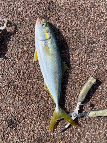 ツバスの釣果