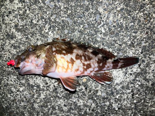 カサゴの釣果