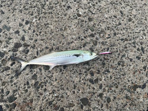 サゴシの釣果