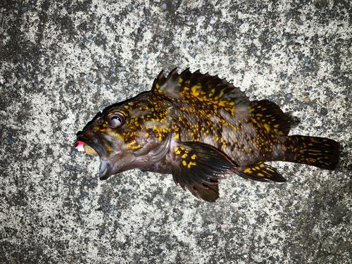 オウゴンムラソイの釣果