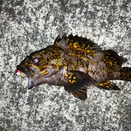 オウゴンムラソイ