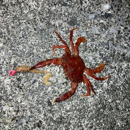 カニ