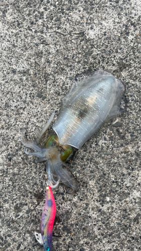 菅浜漁港