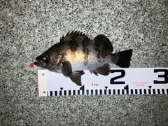 メバルの釣果