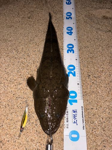 マゴチの釣果
