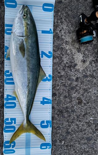 イナダの釣果