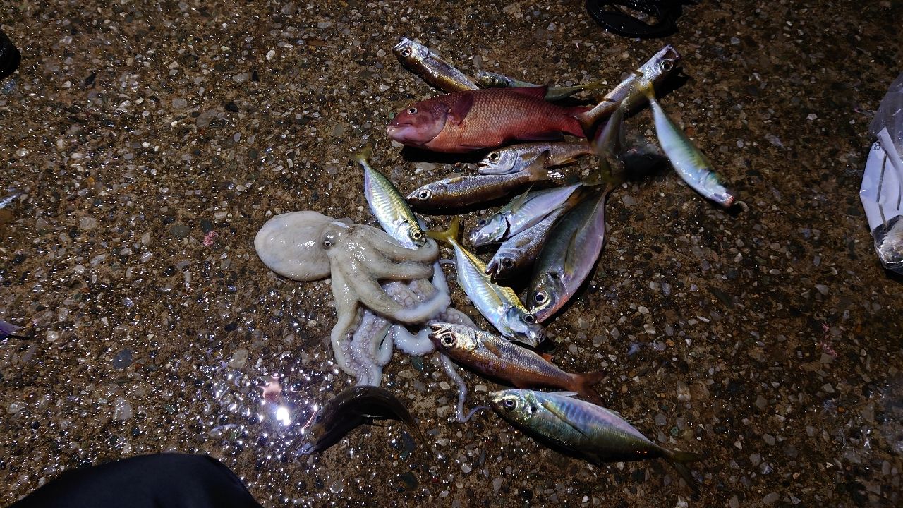 アジ
