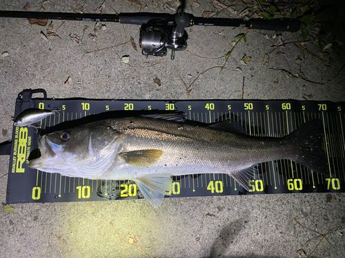 シーバスの釣果