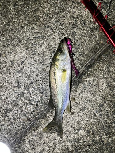 セイゴ（マルスズキ）の釣果