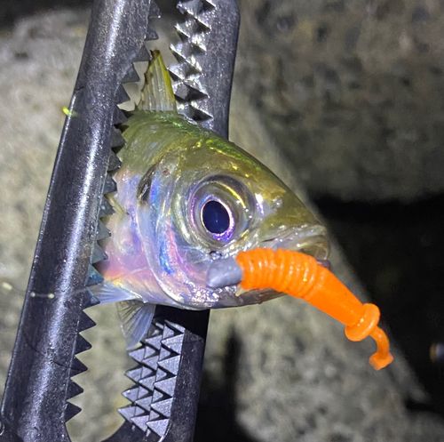 マアジの釣果