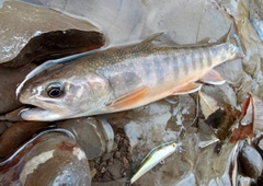 オショロコマの釣果