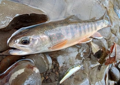 オショロコマの釣果