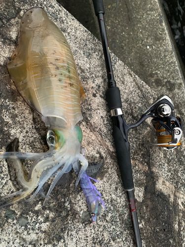 アオリイカの釣果