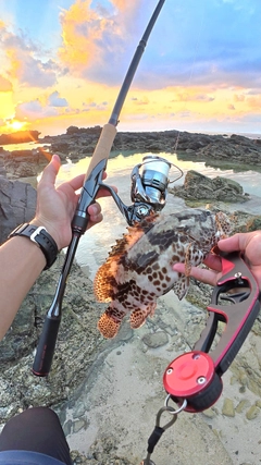 カンモンハタの釣果