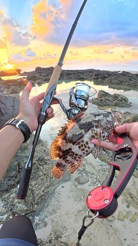 カンモンハタの釣果