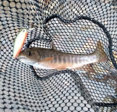 オショロコマの釣果