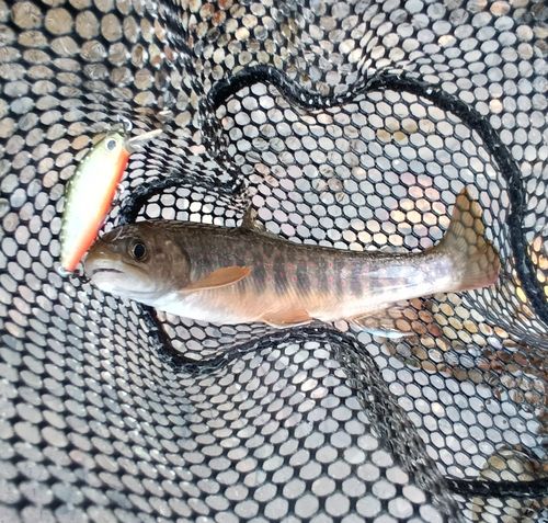 オショロコマの釣果