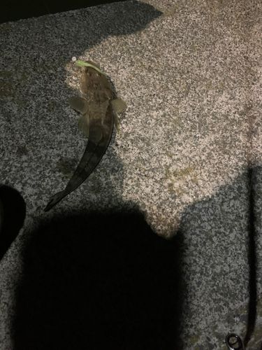 マゴチの釣果