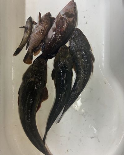 マゴチの釣果