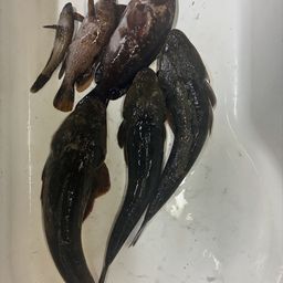 マゴチ