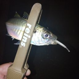 アジ