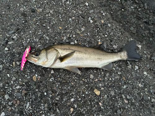 セイゴ（マルスズキ）の釣果