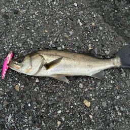 セイゴ（マルスズキ）