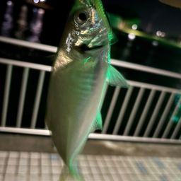アジ