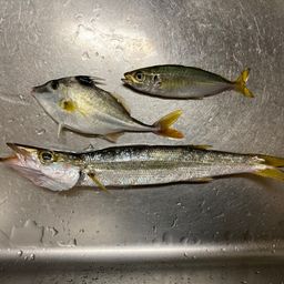 アジ