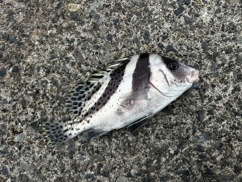 コショウダイの釣果