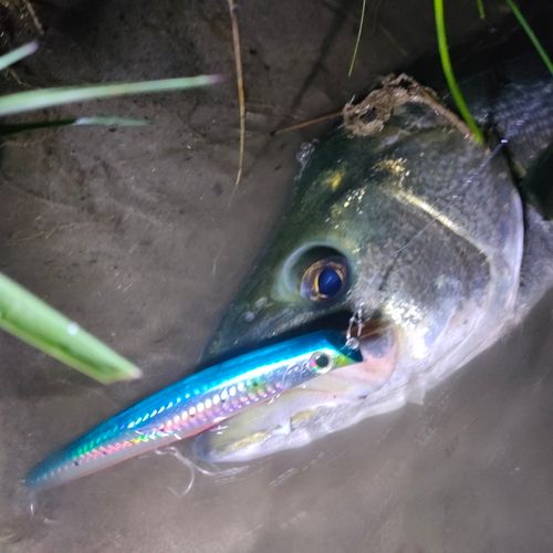 木曽川下流